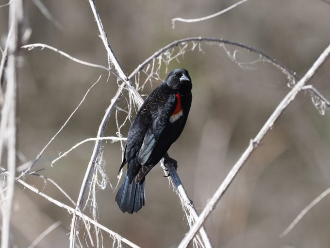 Tricolored Blackbird, types of blackbirds