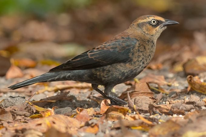 Rusty Blackbird, types of blackbirds
