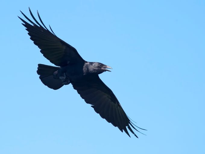 Crow in Flight