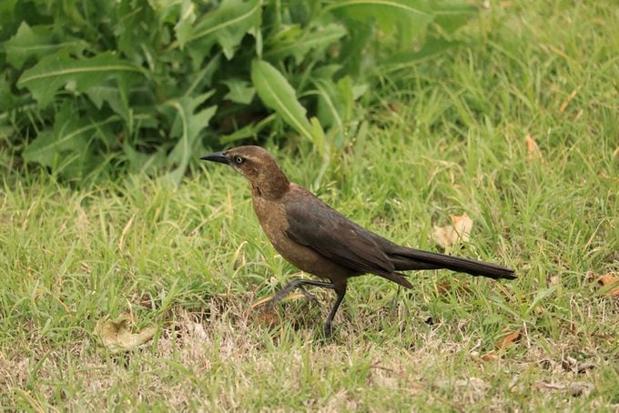 Female great tailed grackle in grass