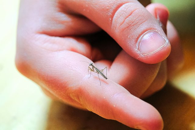 baby praying mantis on a finger