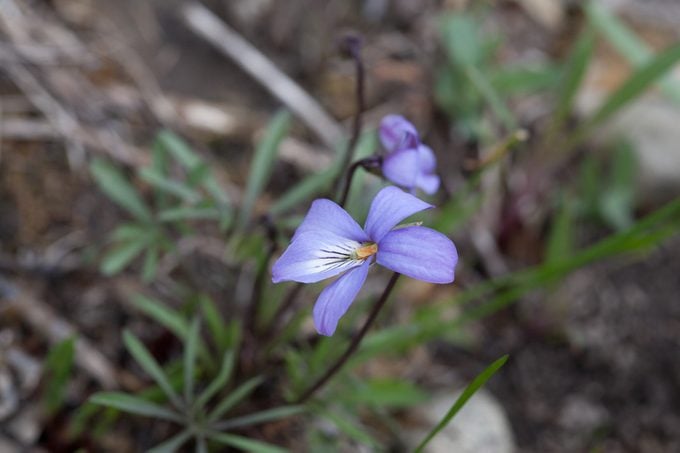 Sweet light blue Birdfoot Violet wildflower blooming on the forest floor