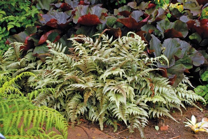 A Japanese painted fern, foliage plants, shade ground cover