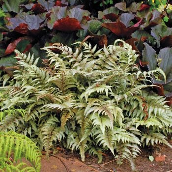 A Japanese painted fern, foliage plants, shade ground cover