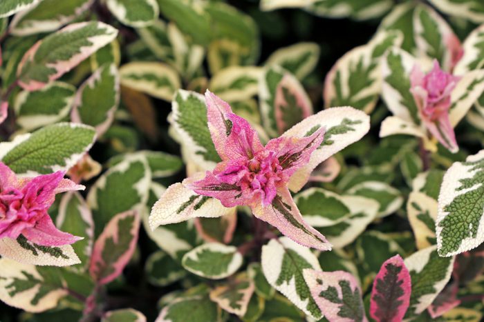 Silver Sabre variegated sage is sure to wow with textured green and pale yellow leaves and pink tips.