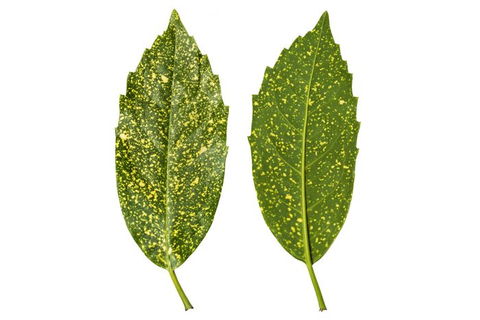 Two spotted laurel leave show how delicate yellow dots add interest to this plant.