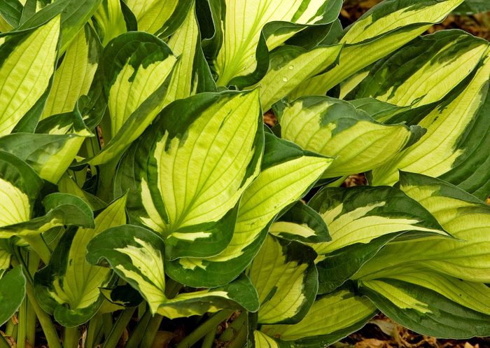 Whirlwind hosta is just as easy as other hosta plants, but feature lime green accents on each leaf.