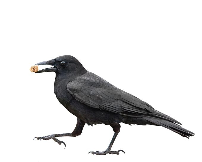 Shutterstock 45320206, raven vs crow