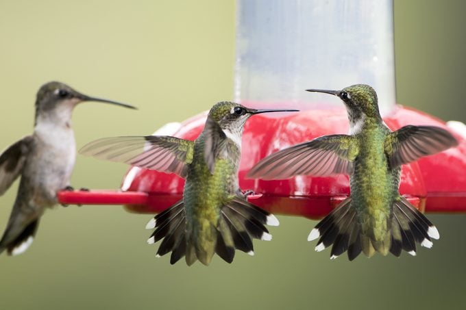 multiple hummingbirds