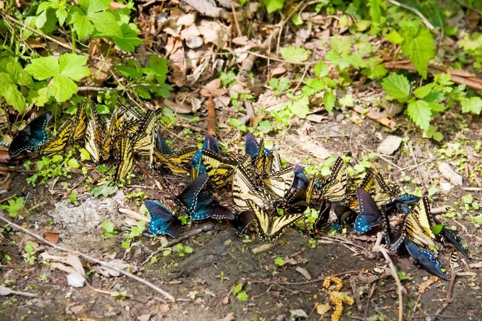 A group of swallowtail butterflies gather by a puddle.