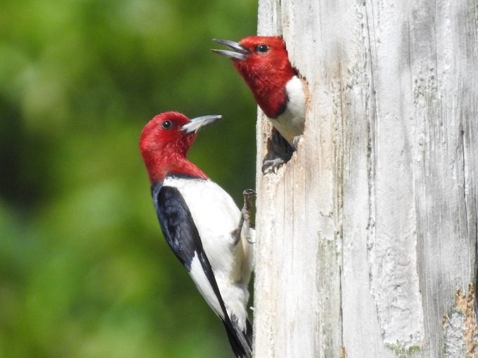 male and female woodpecker