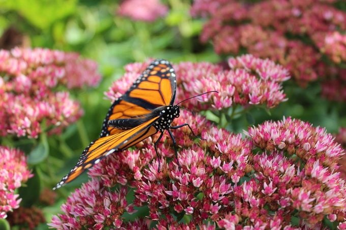 monarch butterfly on sedum