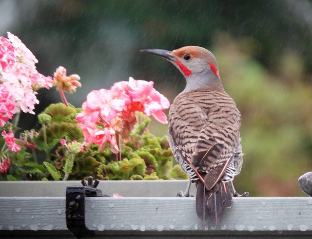 northern flicker red shafted