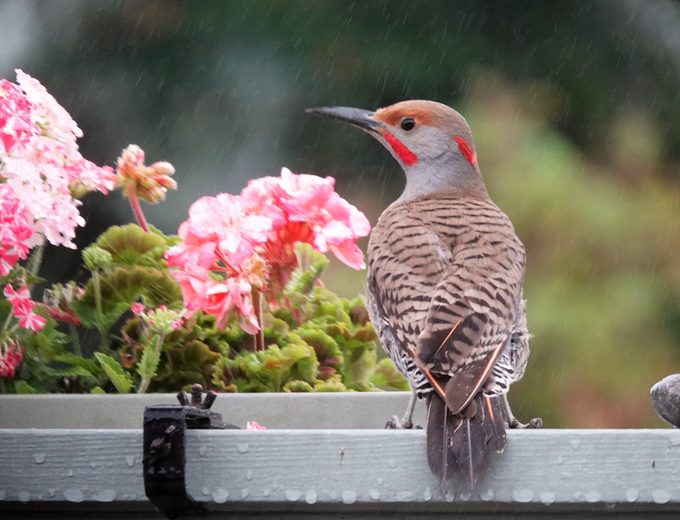 northern flicker red shafted