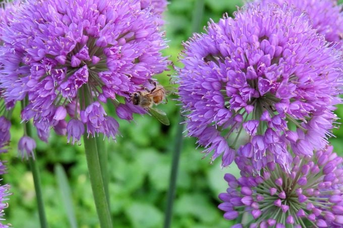 chives edible flower plants