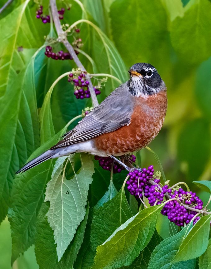 american robin, autumn birds