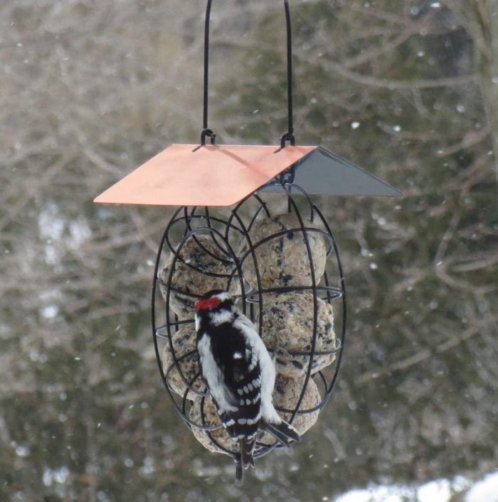 suet ball winter bird feeder