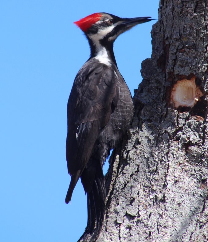pileated woodpecker tongue