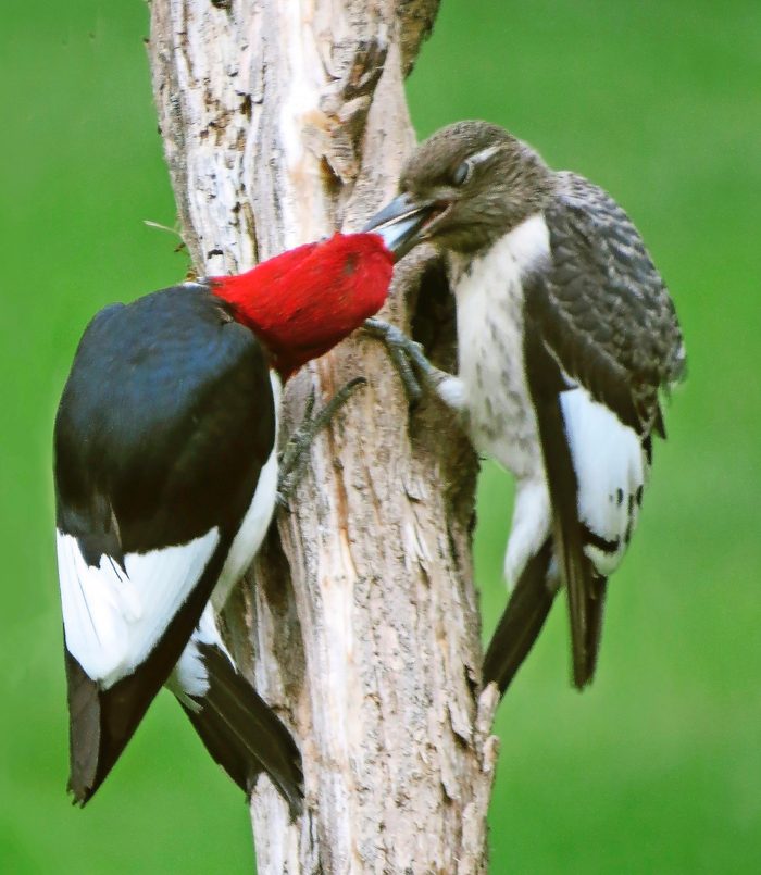 juvenile woodpecker