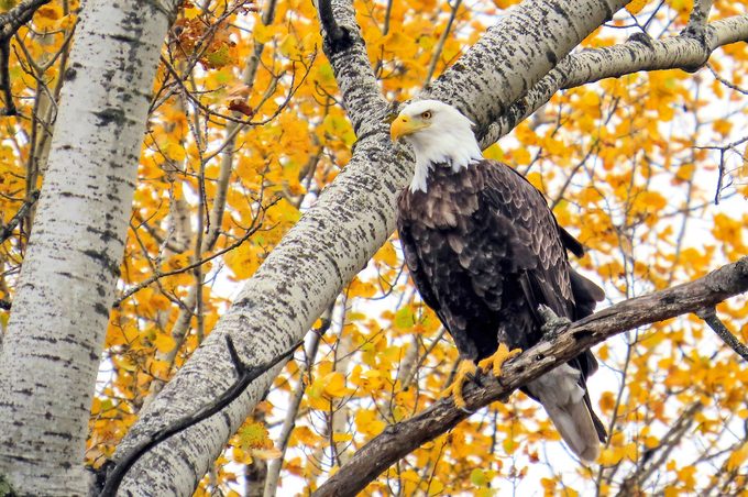 Bald Eagle In Autumn, Park Rapids Minnesota
