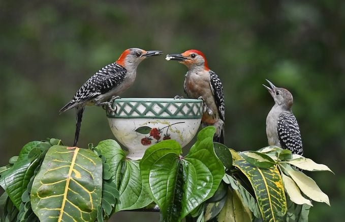 red bellied woodpecker family