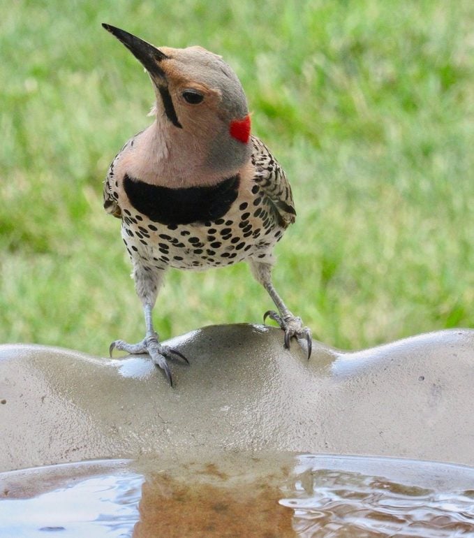 northern flicker on bird bath