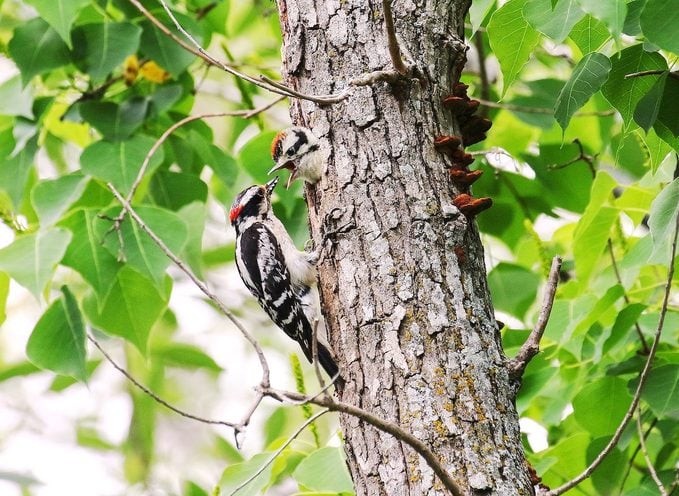 woodpecker nest