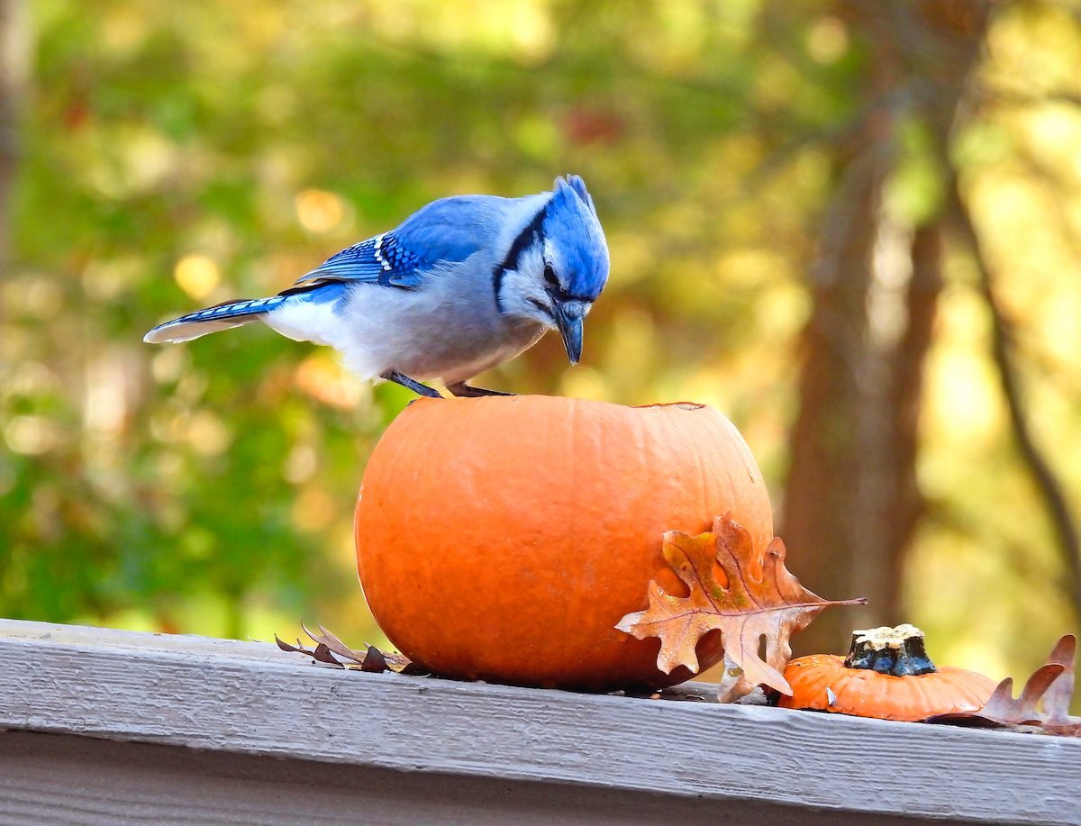 31 Photos of Autumn Birds You Need to See - Birds and Blooms