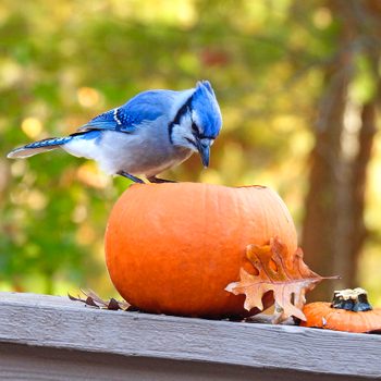 blue jay, autumn birds