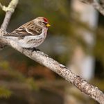 Updated Winter Finch Forecast for 2022-23
