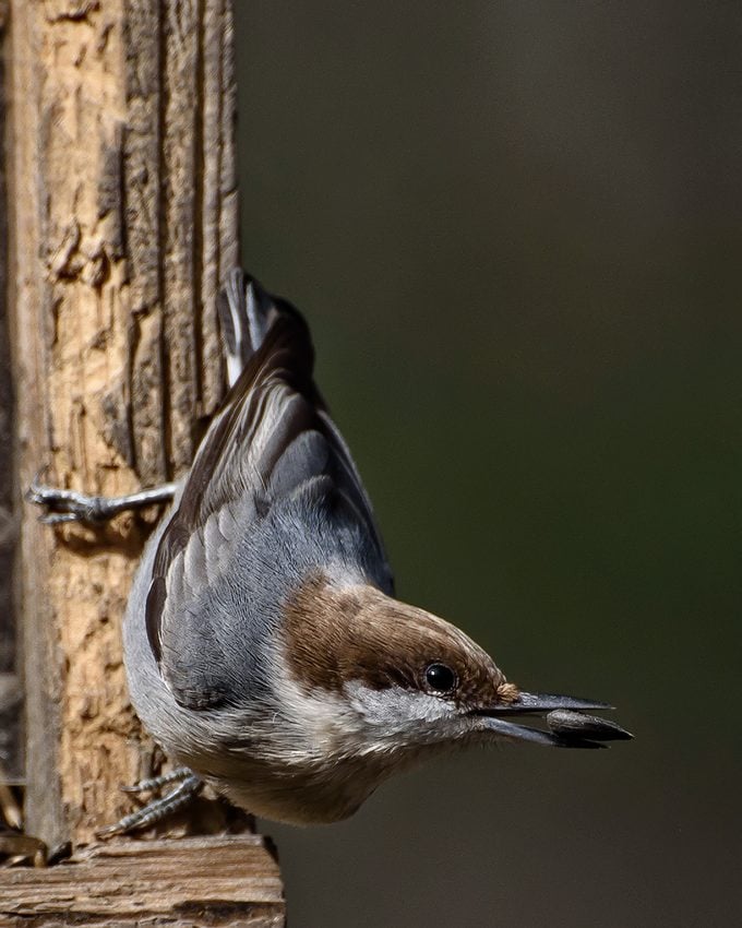 brown headed nuthatch