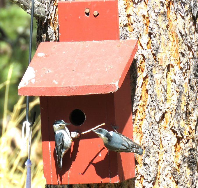 nuthatches on a nest box