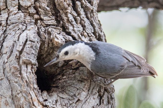 White-Breasted Nuthatch at nest hole