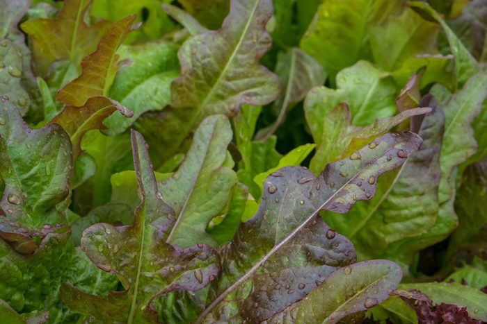 Lettuce Growing in the Vegetable Garden
