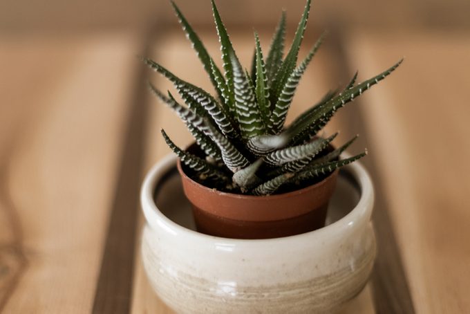 how to grow indoor plants, Small zebra haworthia succulent in clay pot