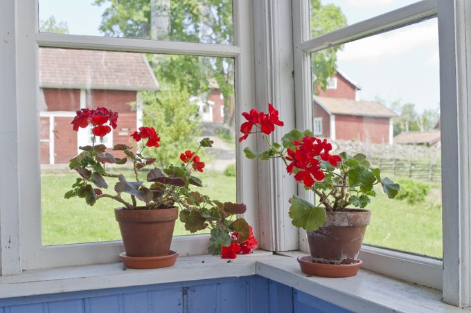 Geraniums Flowers On The Window Sill
