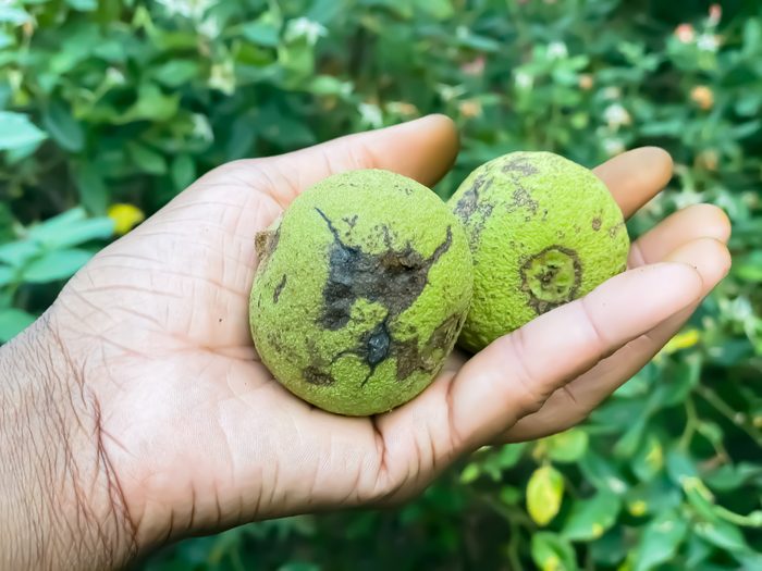 african-american woman holding harvest of black walnuts