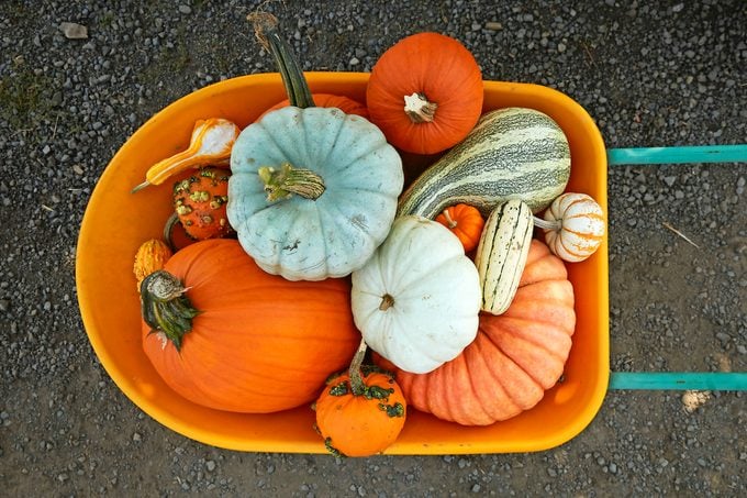 Overhead Shot Of A Variety Of Different Pumpkins And Gourds Sitting In A Wheel Barrow At A Pumpkin Patch.