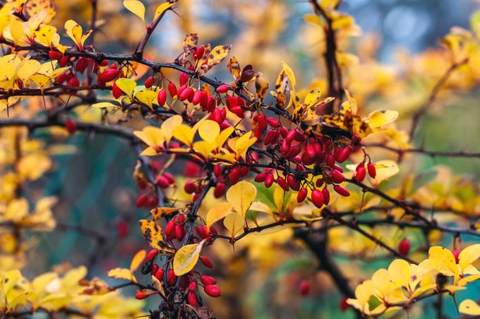 leaf colors, Branch of barberry with berries, close-up photo
