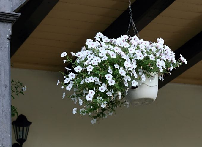 Beautiful white petunias in hanging basket