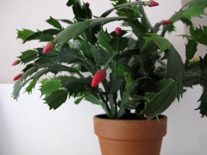 Christmas cactus plant (Schlumbergera)