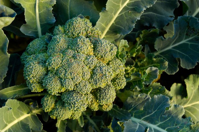 Close-up Organic Broccoli Cluster Growing in Field