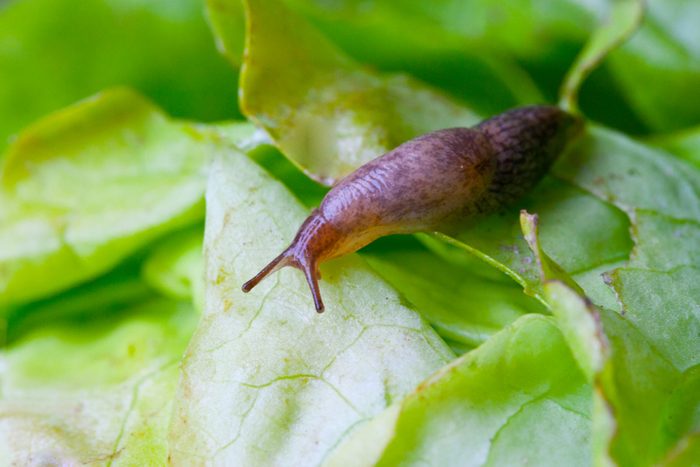 Lettuce leaf with snail