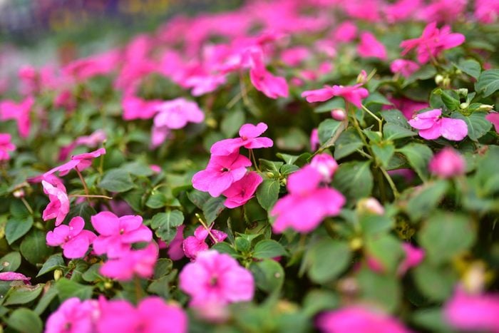 High Angle View Of Pink Impatiens Blooming Outdoors