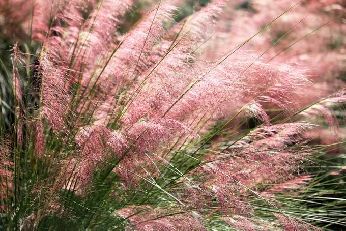 Muhly grass blooming delicately in pink