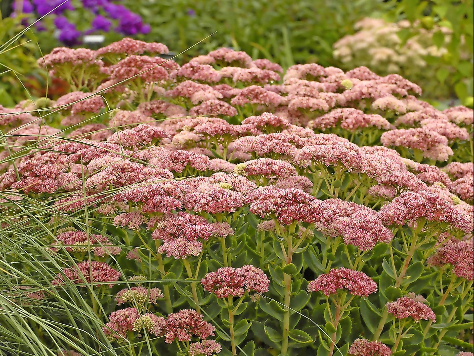 Image of Sedum plant for late summer color