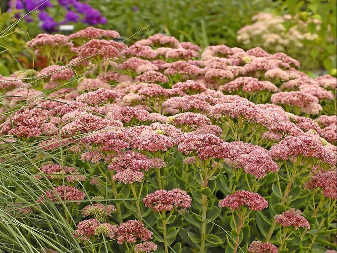 Autumn Fire sedum's rosy pink flowers stick out in a later-summer flower bed.