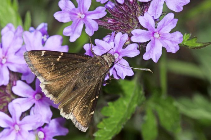 A southern cloudywing collecting nectar from a creeping phlox.