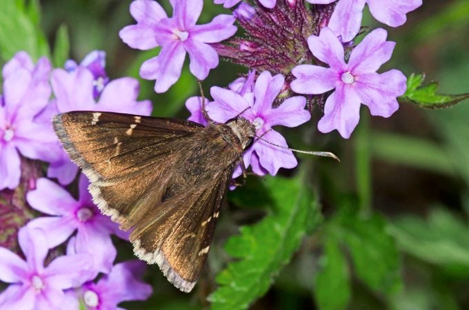 A southern cloudywing collecting nectar from a creeping phlox.