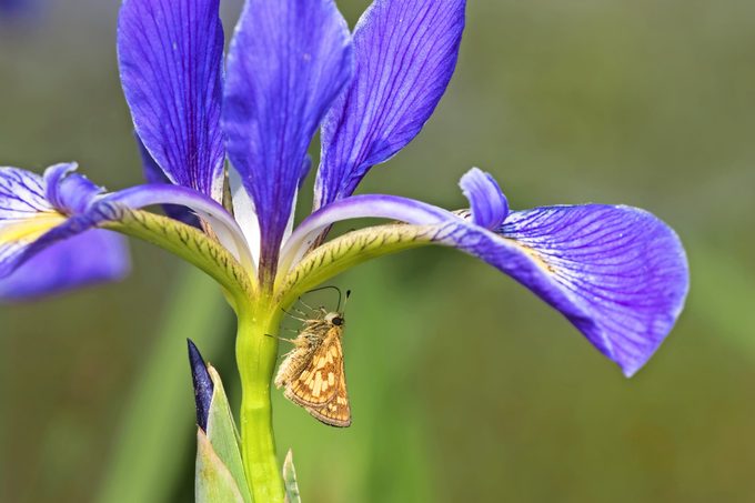 A Peck's skipper crawls up the stalk of a blue flag iris.